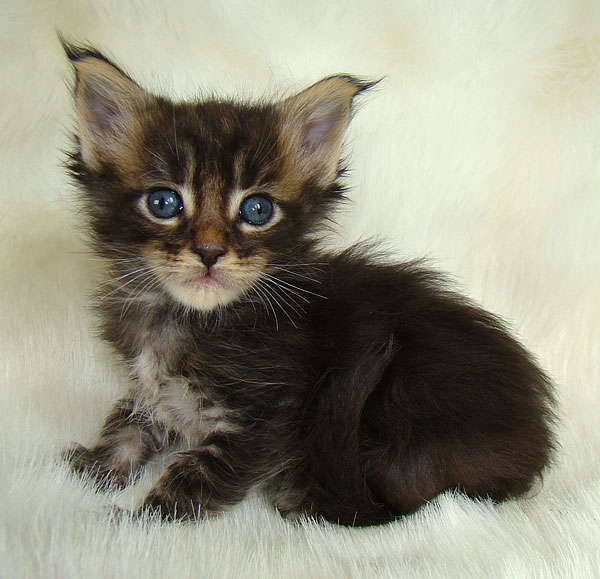     Catsvill County!   !    !       !!!    Catsvill County +7-926-544-74-09     .   ,   ,   ,    ,   ,  ,     ,   -,    ,   !